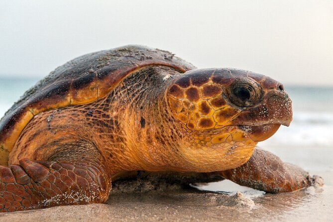 Turtle Experience in Sal island - The beach briefing comes first