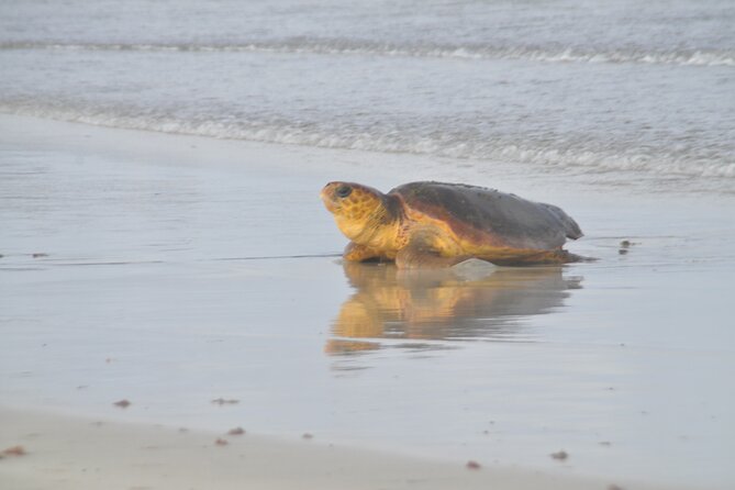 Turtle Experience in Sal island - Leaving Santa Maria at 8:00 PM