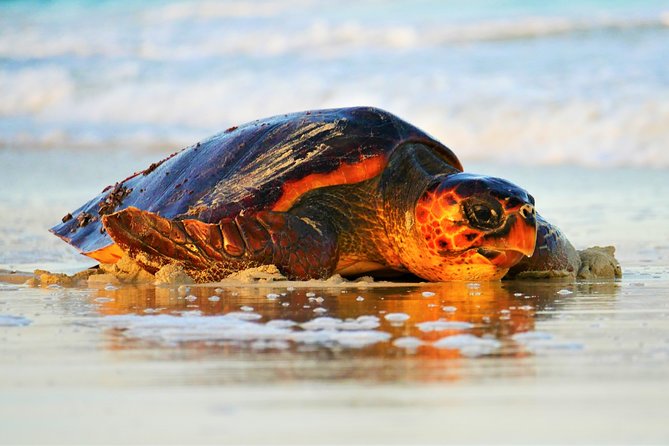 Turtle Watching Adventure - Key details before you book
