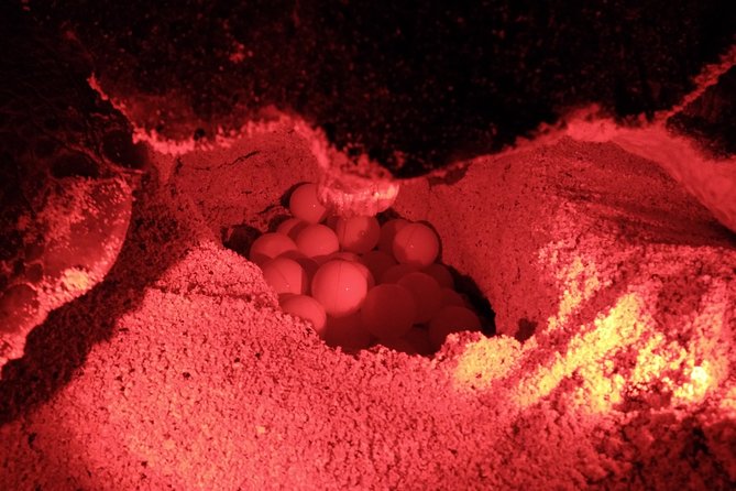 Turtle Watching Adventure - Walking under the stars with red lights