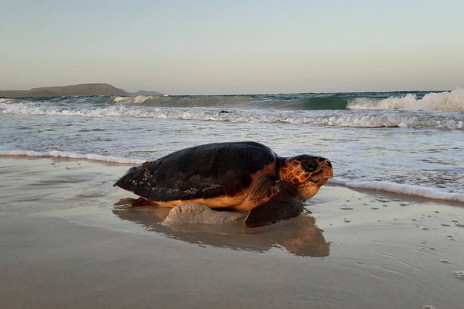 Turtle Watching Adventure - Language, group size, and guide quality