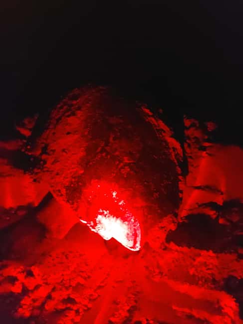 Turtle watching in Boa Vista Island - Why Boa Vista turtle watching feels different