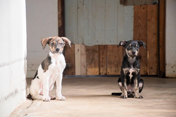 Volunteering with animals in Sao Vicente! - Key Points Before You Book