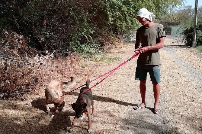 Volunteering with animals in Sao Vicente! - A Working Shelter, Not a Polished Attraction
