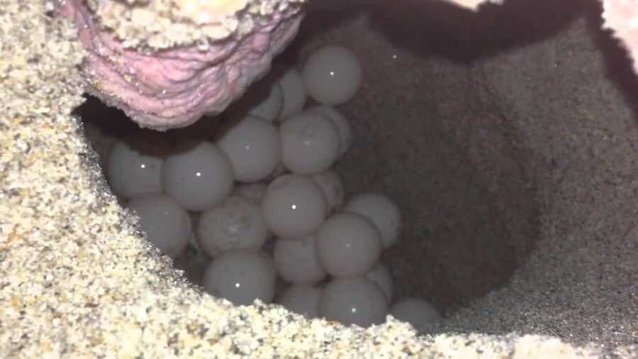 Watch Sea Turtles Nesting – Night Tour in Sal Island - Key points to know before you book