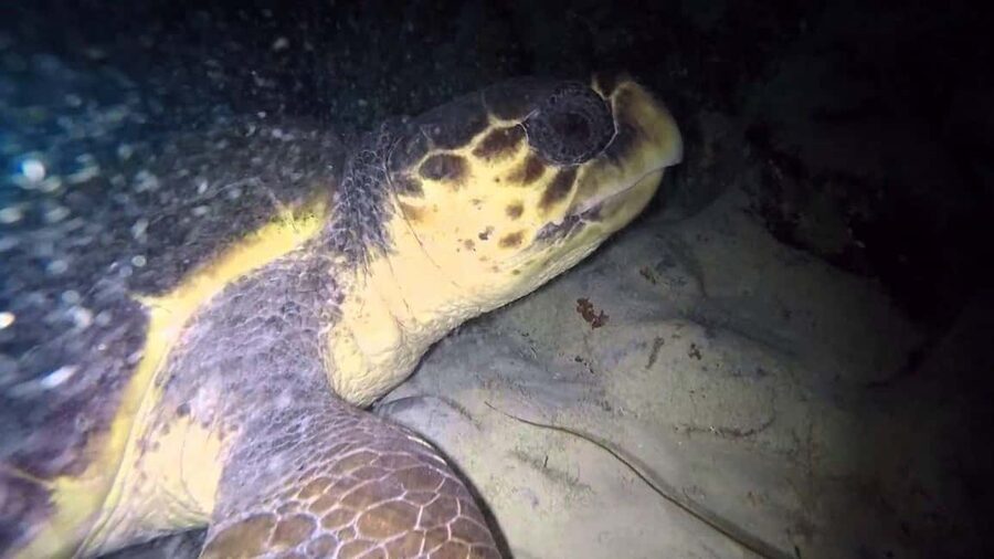 Watch Sea Turtles Nesting – Night Tour in Sal Island - Why Sal is such a good place for turtle watching