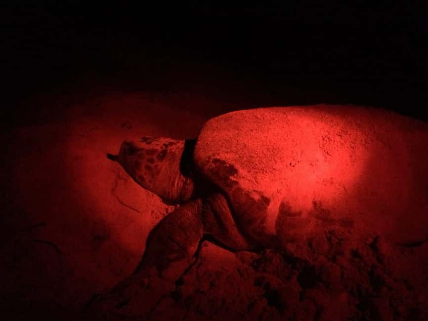 Watch Sea Turtles Nesting – Night Tour in Sal Island - The briefing: turtle biology before the lights go out