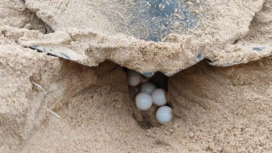 Watch Sea Turtles Nesting – Night Tour in Sal Island - Hatchlings and the September to October chance