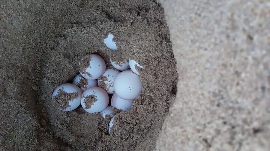 Watch Sea Turtles Nesting – Night Tour in Sal Island - What to wear and what to leave behind