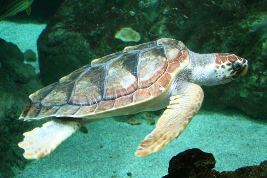 Watch Sea Turtles Nesting – Night Tour in Sal Island - From Santa Maria hotel pick-up to the protected beach
