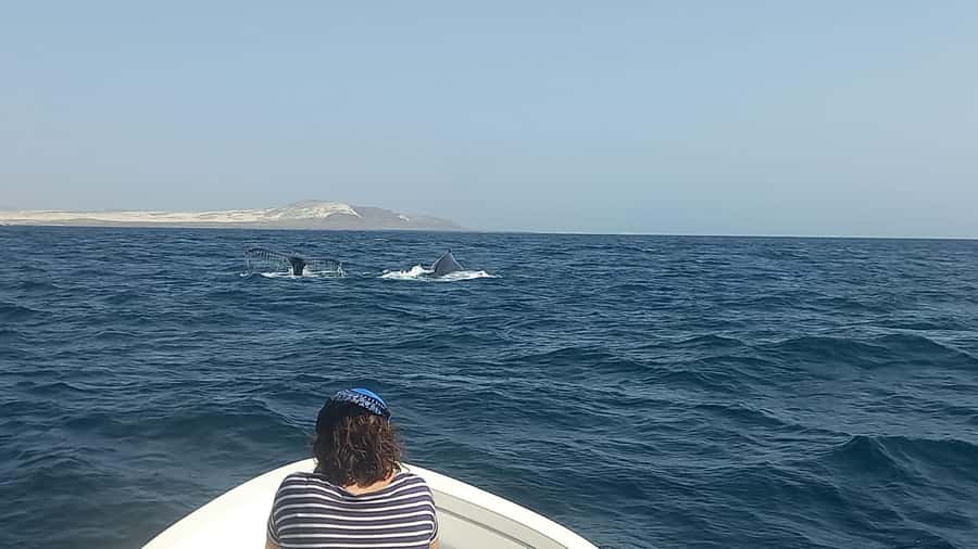Whale watching tour SEASONAL - Key points at a glance