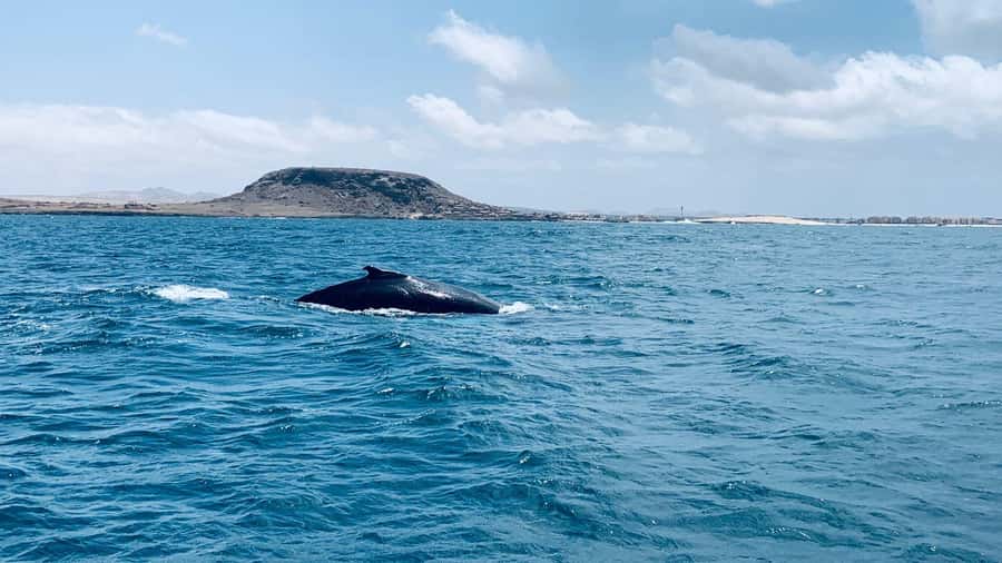 Whale watching tour SEASONAL - Why Boa Vista’s whale season matters