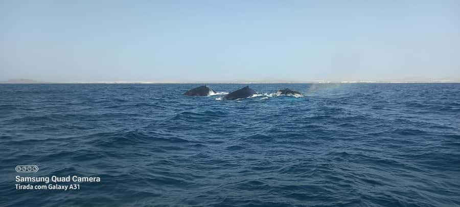 Whale watching tour SEASONAL - How the whale-watching outing unfolds