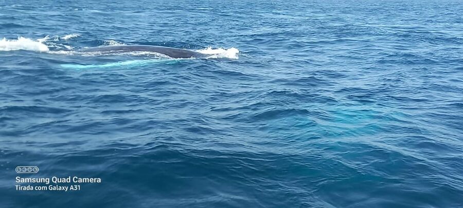 Whale watching tour SEASONAL - The best part: seeing a humpback at close scale