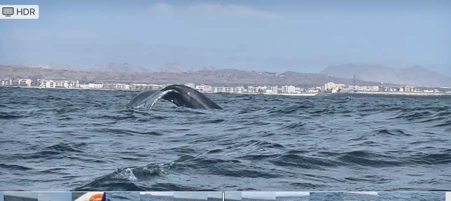 Whale watching tour SEASONAL - What the small boat changes